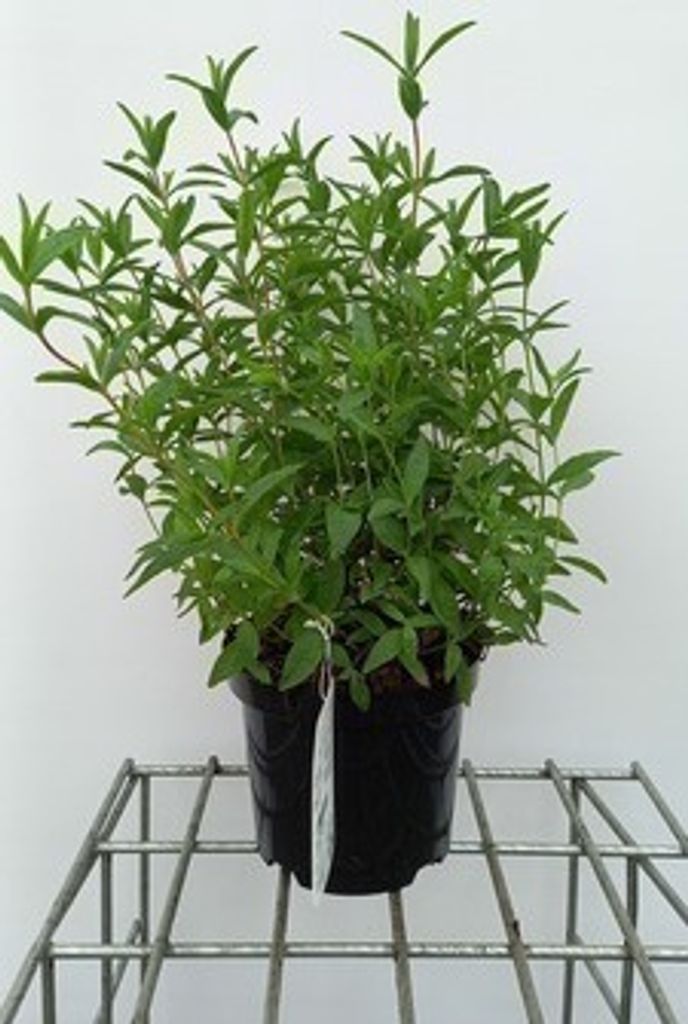 Cistus dansereaui 'Decumbens' - Zistrose 20- 25 cm Container