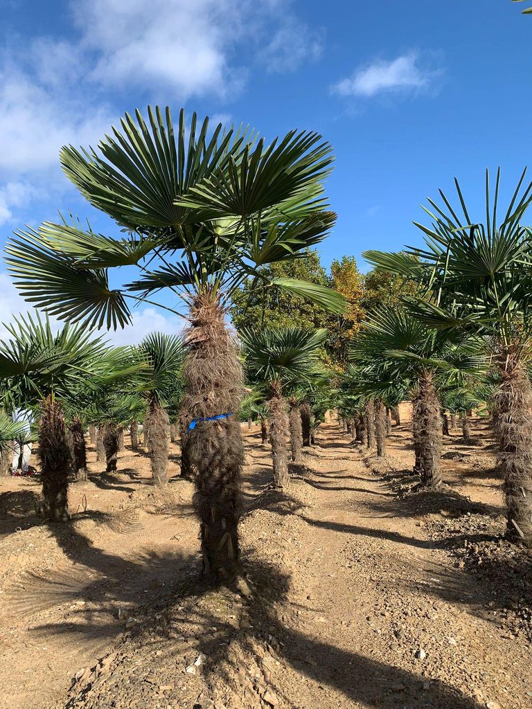 Palme Hanfpalme Trachycarpus Fortunei Gesamthöhe ca. 350 cm Produktbild 