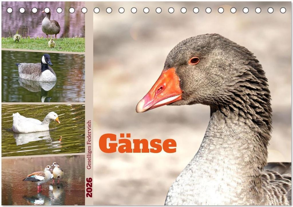 Gänse, geselliges Federvieh (Tischkalender 2026 DIN A5 quer), CALVENDO Monatskalender
