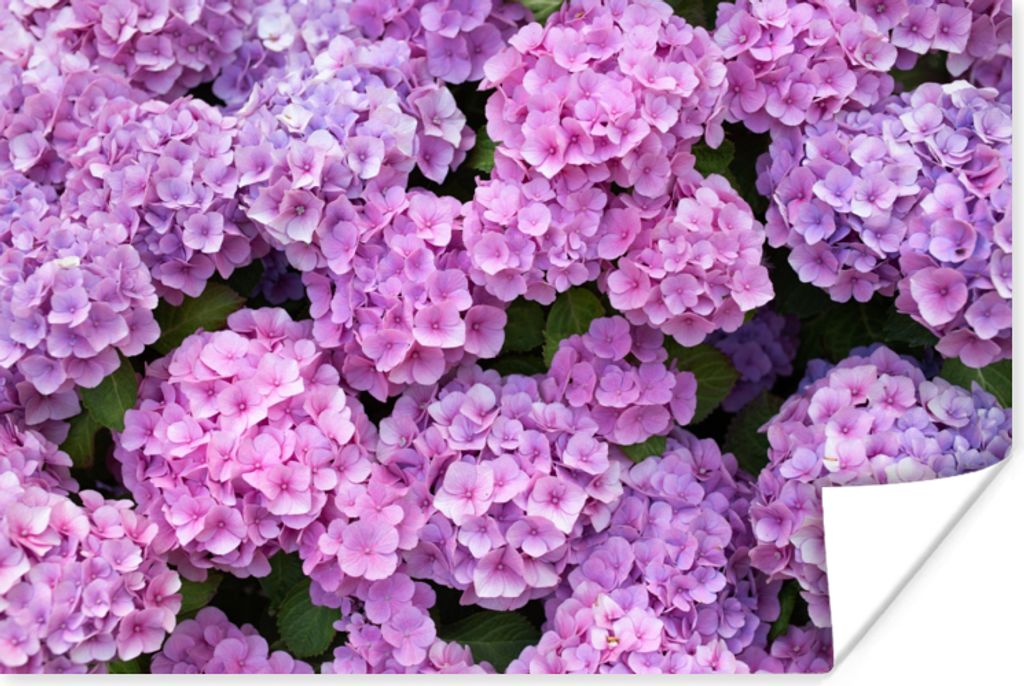 MuchoWow Poster Blumen - Hortensie - Strauch - Rosa - Blütenblätter 120x80 cm - Bilder