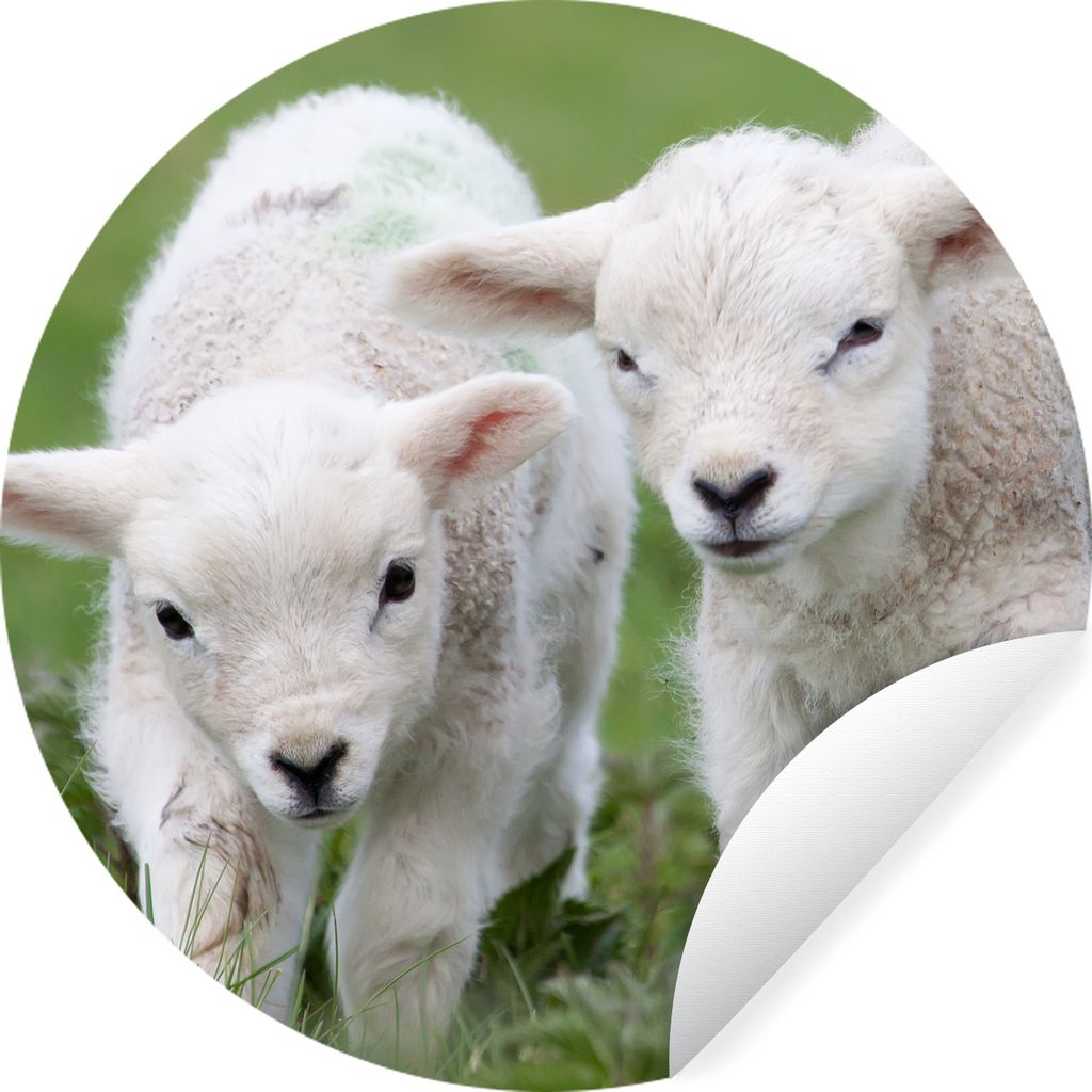 MuchoWow Runde Wandtattoo - Wandsticker Tapete Aufkleber Zwei Lämmer auf der grünen Wiese Ø 100 cm Selbstklebend und Repositionierbar - Wandau...