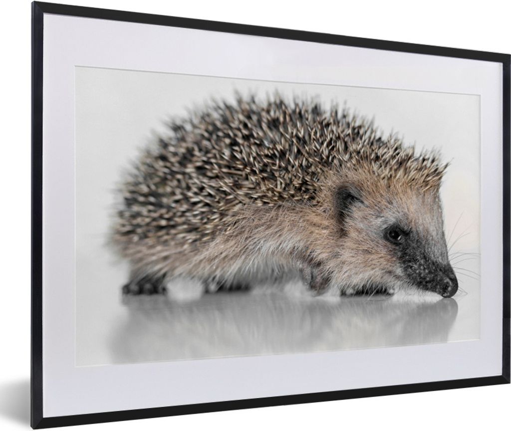 MuchoWow Gerahmtes Poster Igel auf weißem Hintergrund 60x40 cm - Poster mit Schwarzem Bilderrahmen Wandposter Rahmen Foto Bilder - Schlafzimmer ...