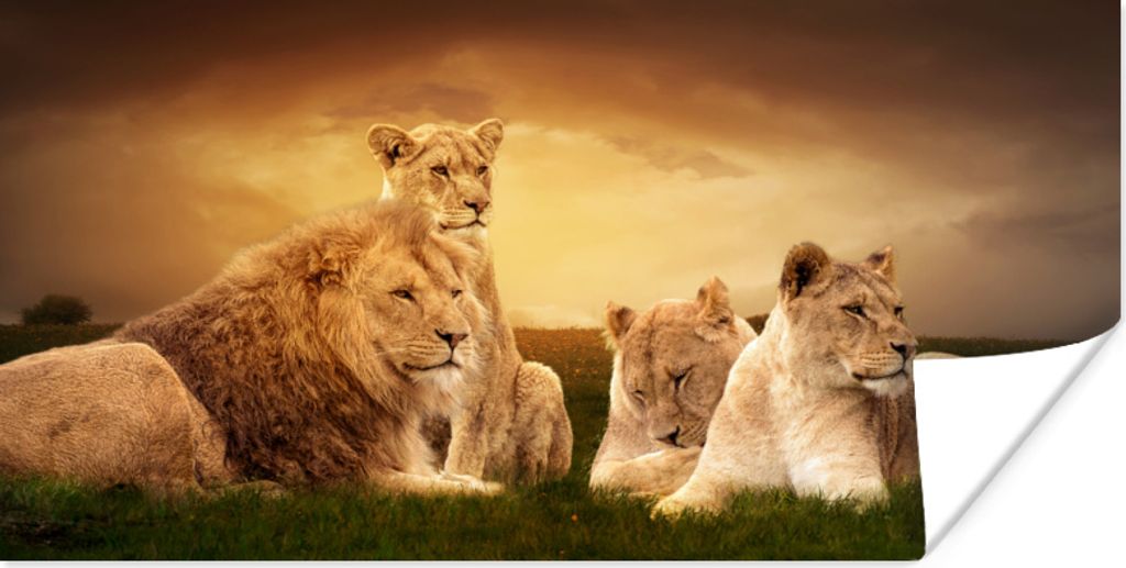 MuchoWow Poster Löwen - Gras - Himmel 160x80 cm - Foto Poster