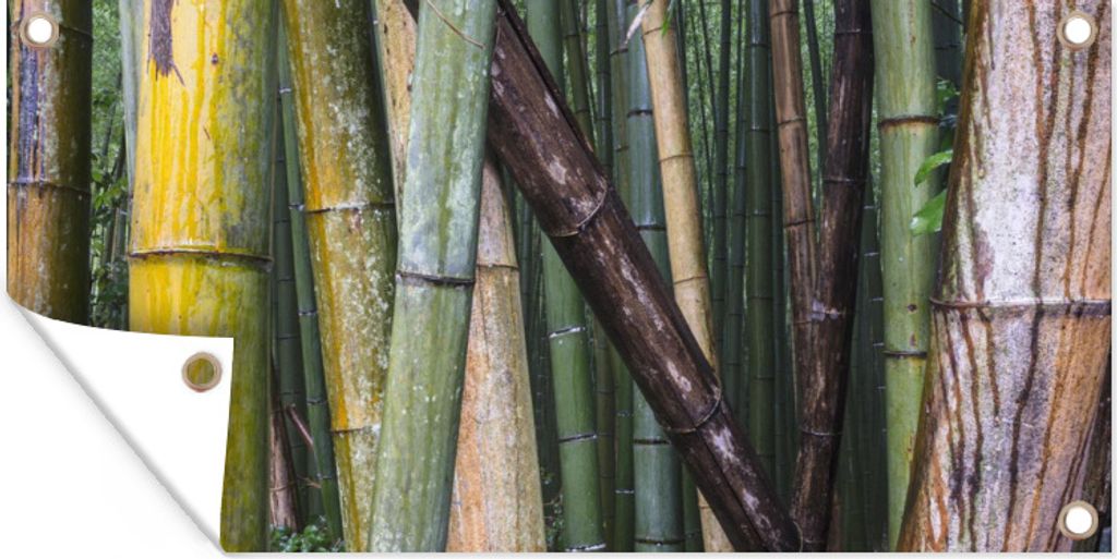 MuchoWow 160x80 cm Outdoor-Poster Gartendeko Sichtschutz Garten Poster für den Garten Viele Bambusarten im Arashiyama-Bambuswald in Japan