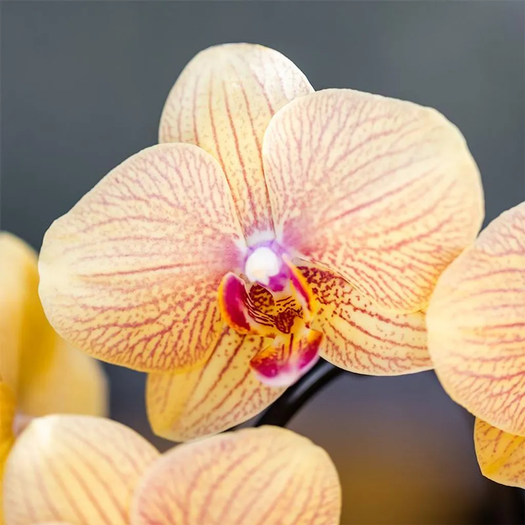 Orchidée fraîche jaune et rose avec cache-pot céramique - Qualité Serre - 3