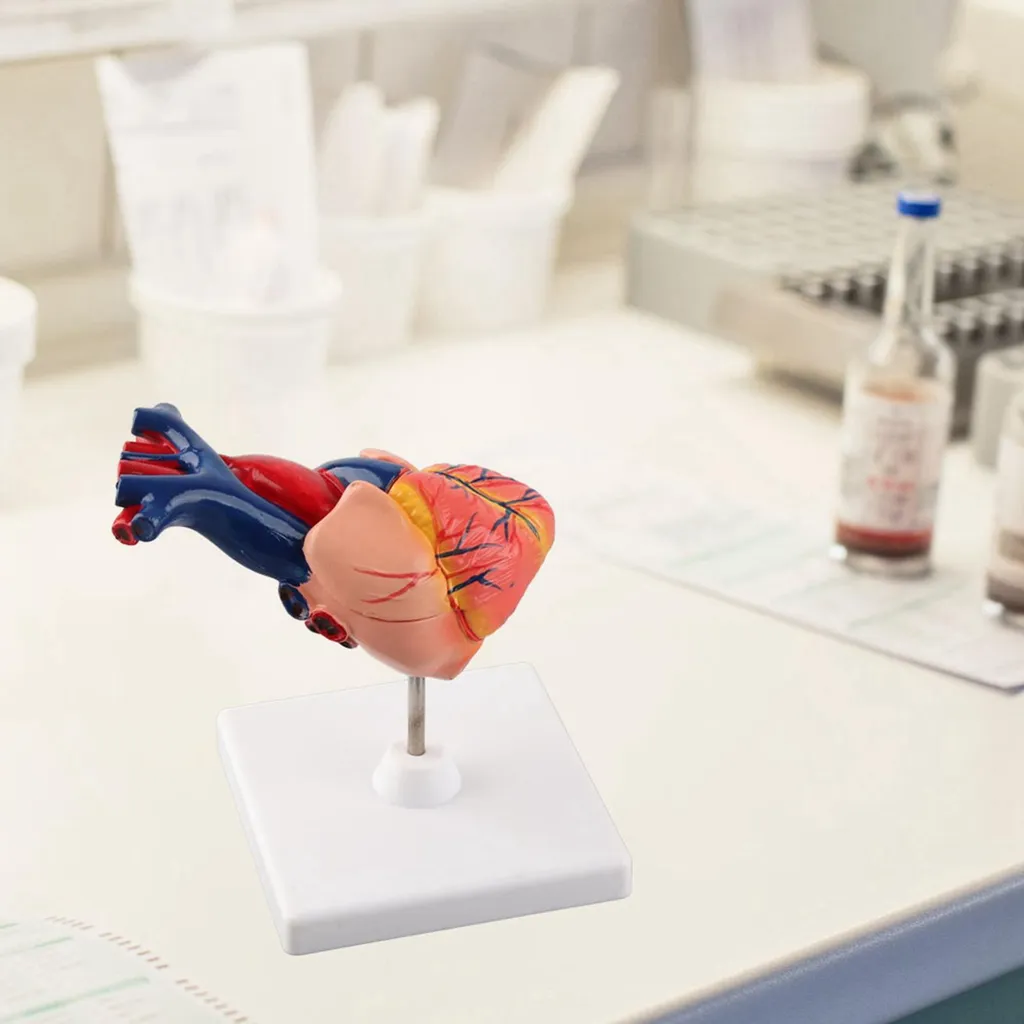 Maquette de cœur humain détaillée avec structures internes amovibles - 7