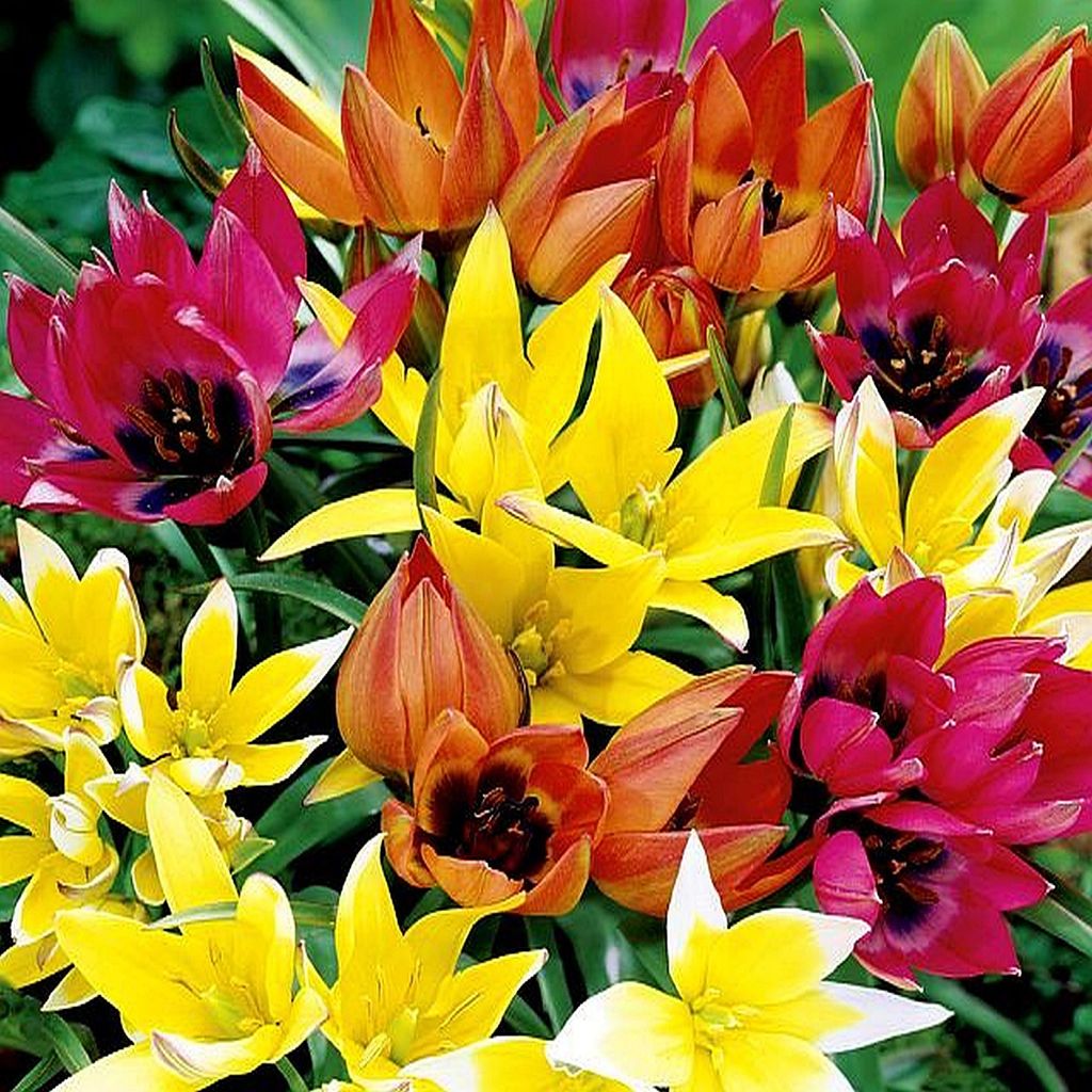 Tulipani Bulbi Fiori Miscela botanica di tulipani 25 pz. Immagine del prodotto 