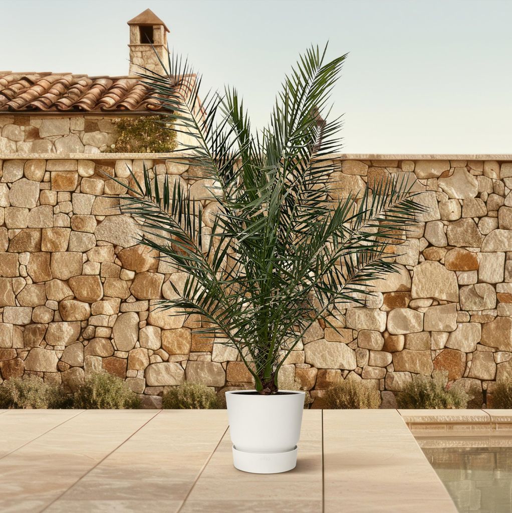 Albero del dattero delle Canarie Phoenix Canariensis - 27 Immagine del prodotto 