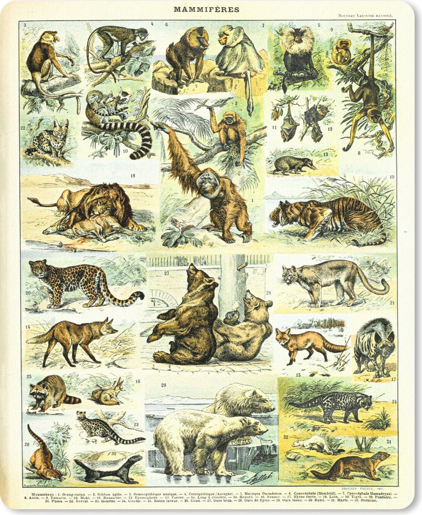 MuchoWow Mauspad Mousepad Tiere - Affe - Bär 19x23 cm - Mousepads - Maus Mat - Pad - Mausunterlage - Mauspads - Spielen