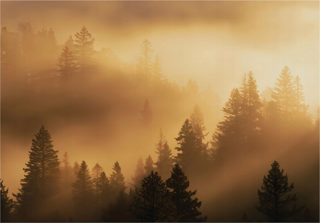 Fototapete Wald Nebel Bäume - 350x250 cm - Vliestapete Wohnzimmer Schlafzimmer - Vlies Fototapete Beige - 15983VX7