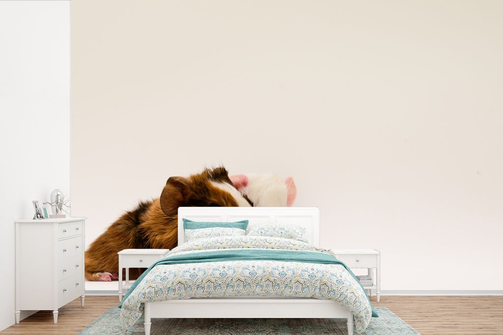 MuchoWow Fototapete für Wohnzimmer oder Schlafzimmer Wandtapete Vinyl Motivtapete Zwei knuddelige, einen Tag alte Baby-Meerschweinchen - 525x350...
