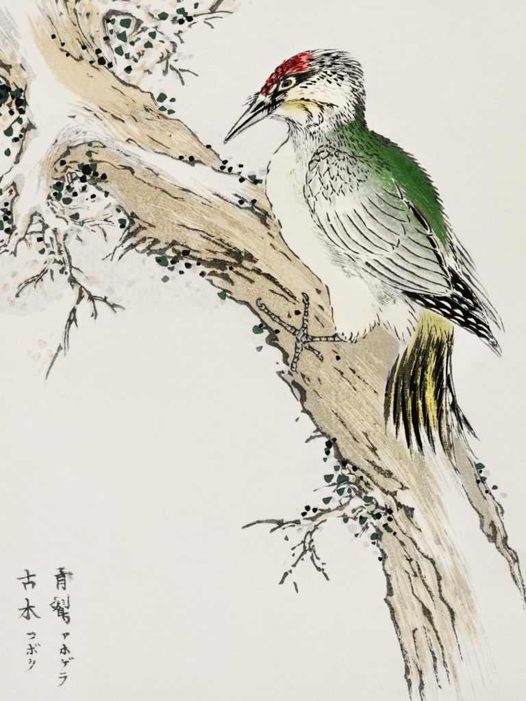 Plakat 30x40cm Grüner Specht, Japanischer Kashu Vintage für das Wohnzimmer