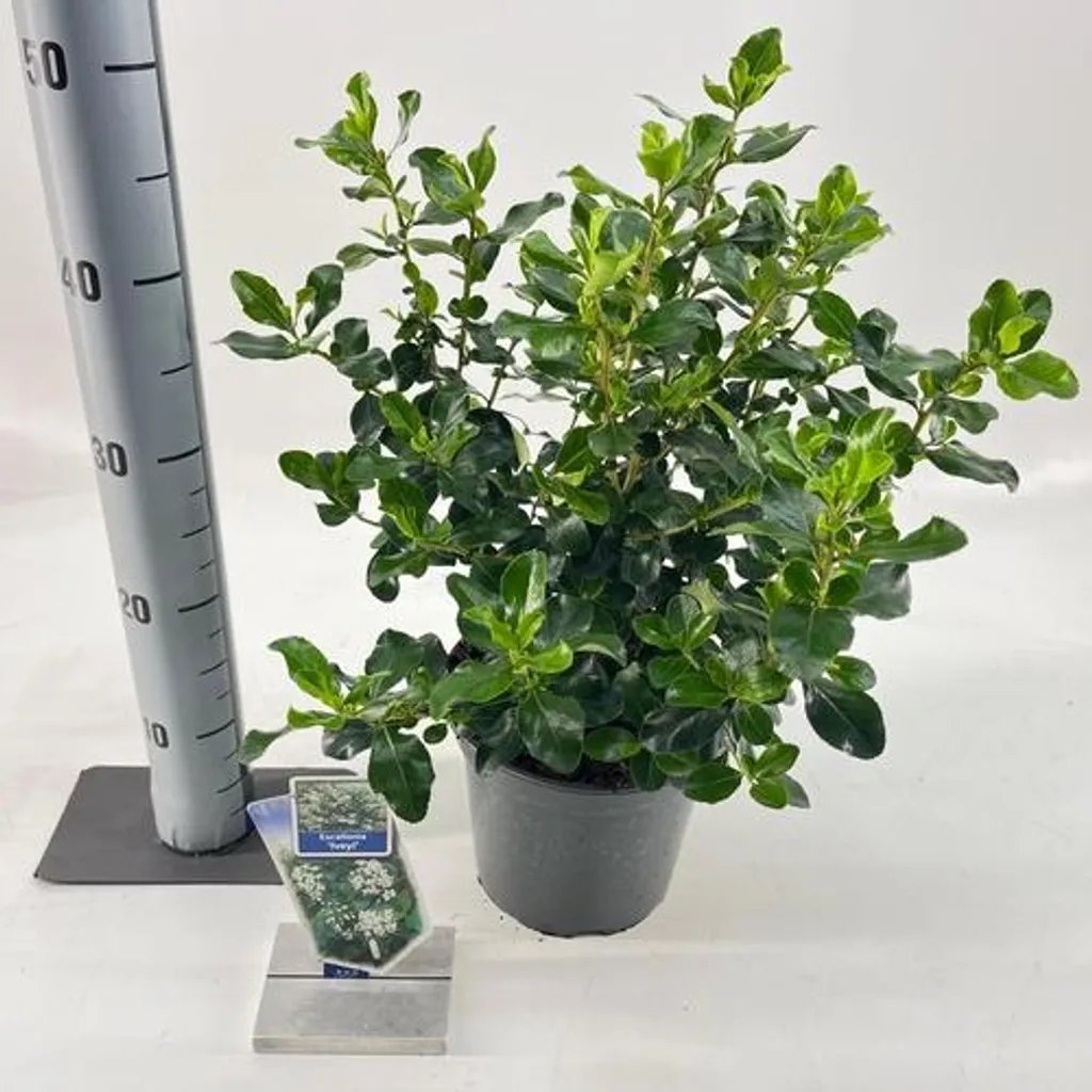 Escallonia 'Iveyi' : Arbuste à fleurs blanches et feuillage brillant - 2