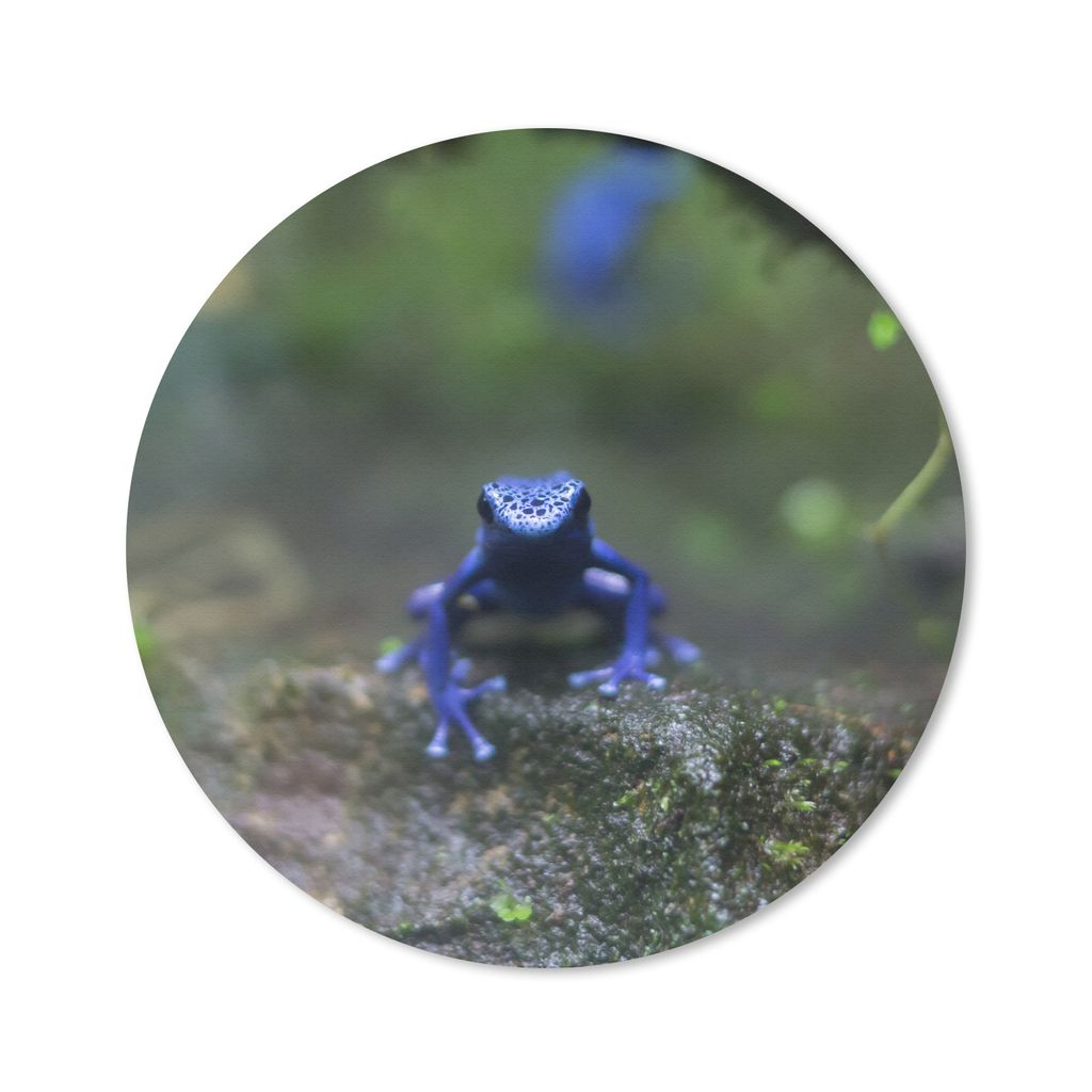 MuchoWow Mauspad Mousepad Blauer Frosch im Dschungel 30x30 cm - Mousepads - Maus Mat - Pad - Mausunterlage - Tischunterlage - Schreibtischmatten