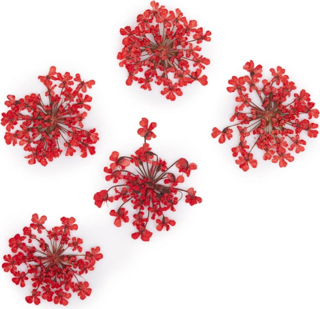 MollyLac Rote getrocknete Nailart-Blumen, 5 Stück