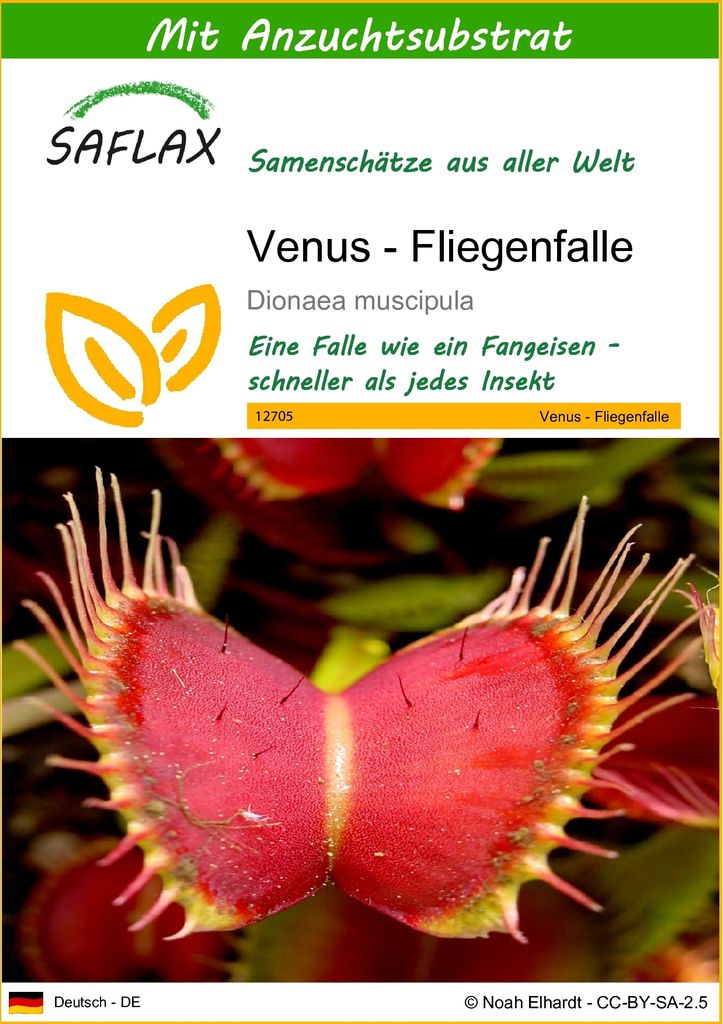 SAFLAX - Venus - Fliegenfalle - Dionaea muscipula - 10 Produktbild 