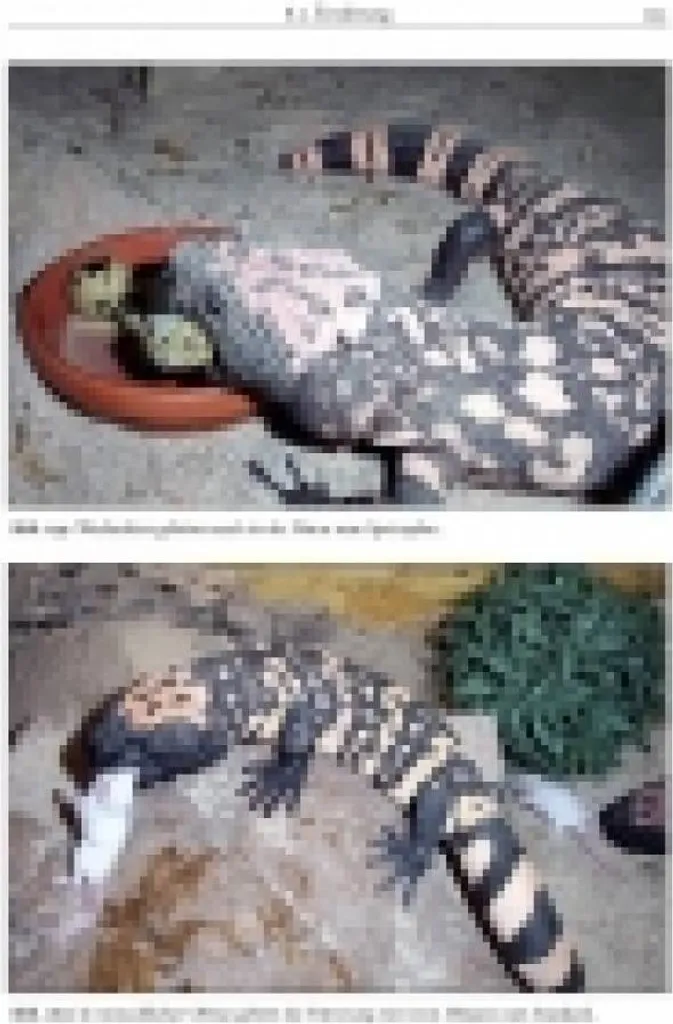Livre Heloderma suspectum guide pour aménagement terrarium lézard - 4