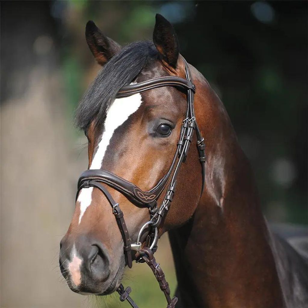 Kavalkade Trense Ivy englisch kombiniert braun Pony II