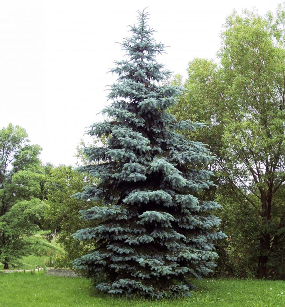 Stech-Fichte ́GLAUCA ́ 40-50 cm, Cont. 3 l