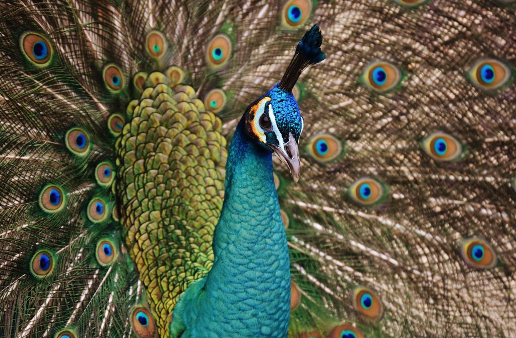 hansepuzzle 19096 - Pfau Puzzle, 500 Teile, Tierwelt, 46,0 x 30,0cm mit hochwertiger Aufbewahrung, Kartonbox und wiederverschließbarem Beutel