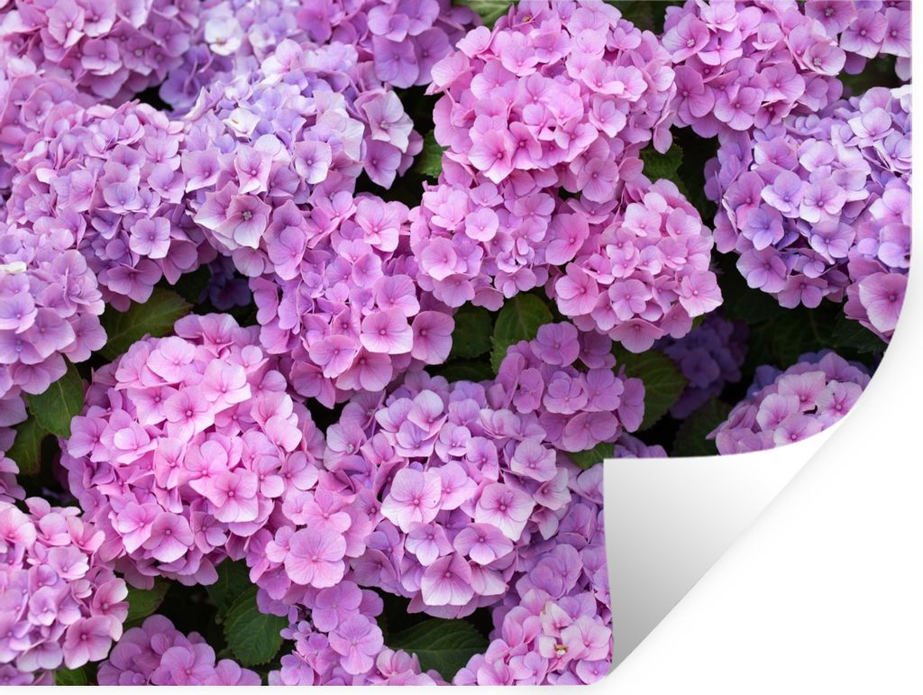 MuchoWow Wandtattoo Wandsticker Wandaufkleber Blumen - Hortensie - Strauch - Rosa - Blütenblätter 160x120 cm Selbstklebend und Repositionierbar...