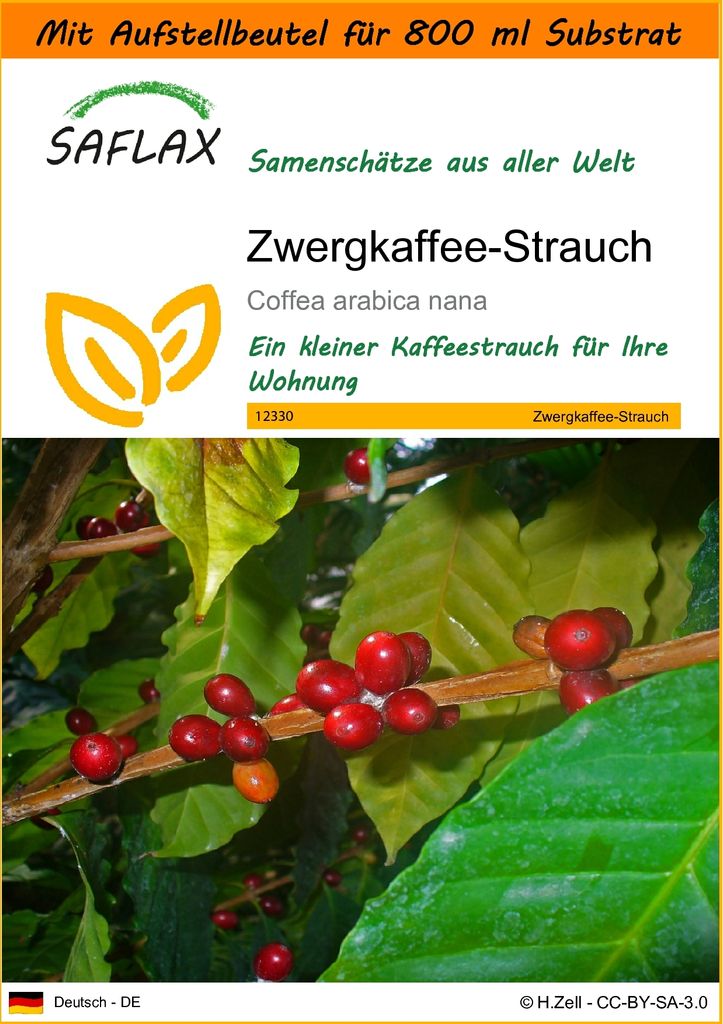 SAFLAX - Garden in the Bag - Zwergkaffee-Strauch - 8 Samen Produktbild 