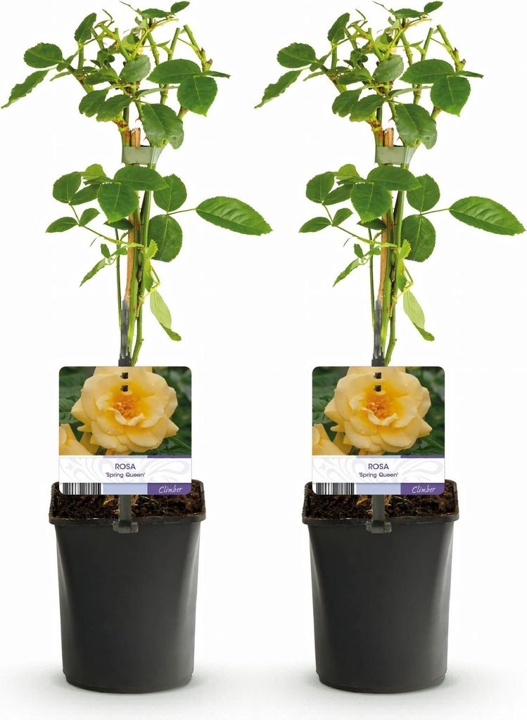 GreenboutiQ - Kletterrose - Rosa Spring Queen - Blüte Gelb Produktbild 