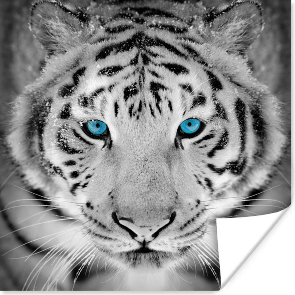 MuchoWow Poster Tiere - Tiger - Augen - Blau - Schwarz und weiß 30x30 cm - Wandposter - Printing