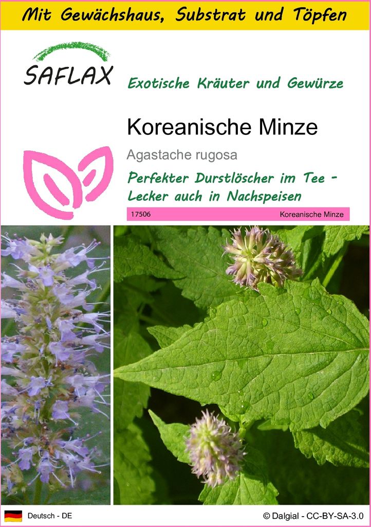 SAFLAX Anzucht Set - Koreanische Minze - Agastache rugosa - 1200 Samen - Mit Mini-Gewächshaus, Anzuchtsubstrat und 2 Töpfen