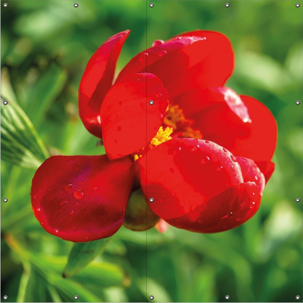 Wallario Outdoor-Poster für Garten oder Balkon, Motiv Wilde rote Pfingstrose in Nahaufnahme, in ca. 180 x 180 cm