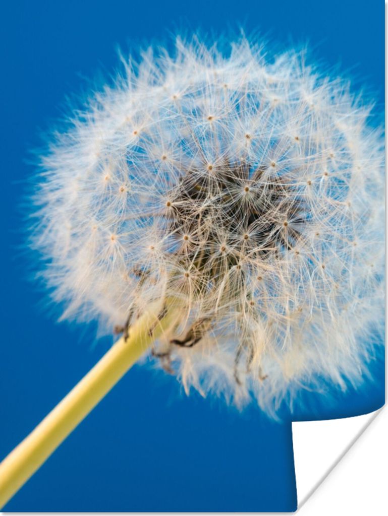 MuchoWow Poster Löwenzahn - Blume - Terrasse 60x80 cm - Schlafzimmer Dekoration