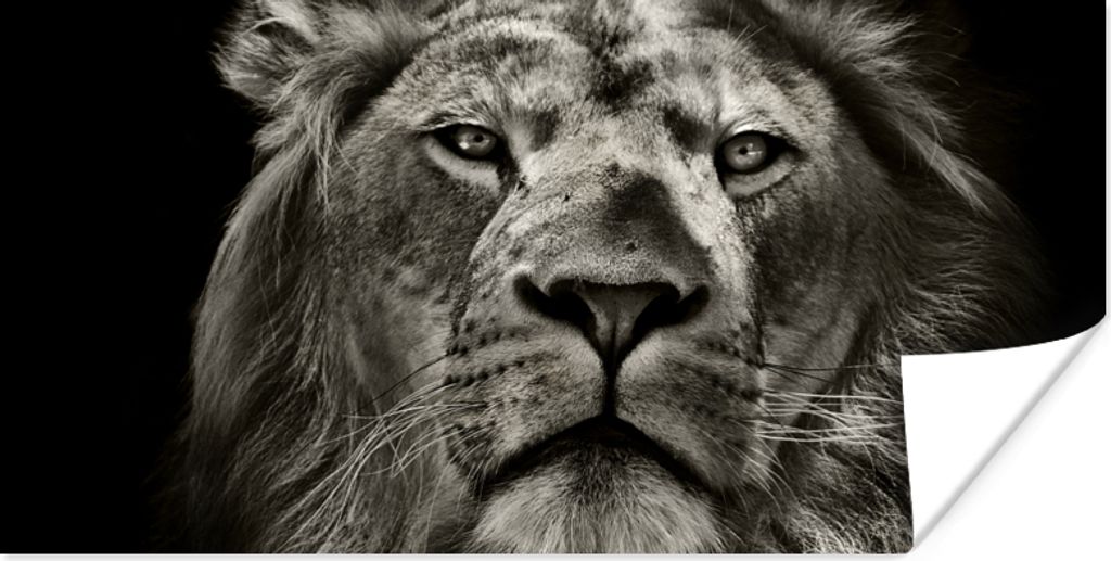 MuchoWow Poster Löwe - Tiere - Porträt - Wildtiere - Schwarz und weiß 80x40 cm - Wanddeko