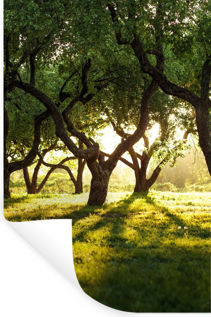 MuchoWow Wandtattoo Wandsticker Wandaufkleber Bäume - Natur - Sonne 60x90 cm Selbstklebend und Repositionierbar - Sticker - Dekorfolie