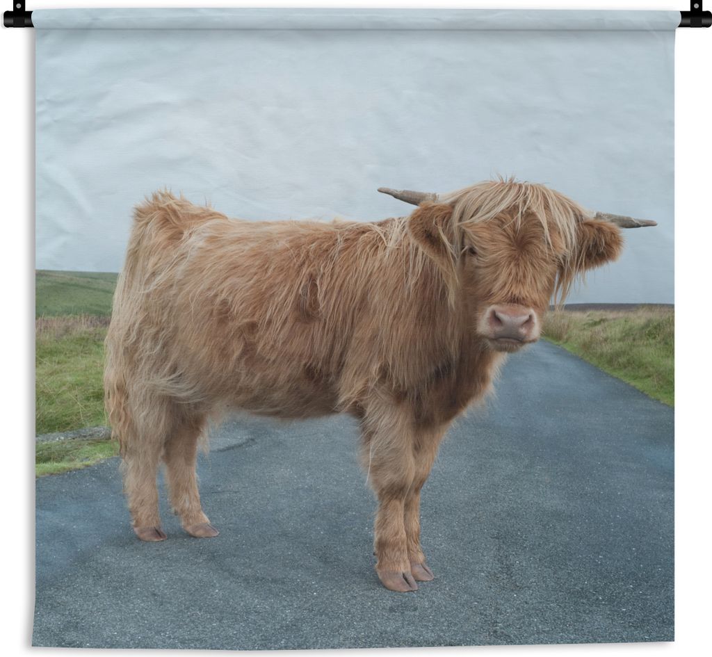 MuchoWow® Wandteppich Wandbehang Scottish Hochlandrind - Produktbild 
