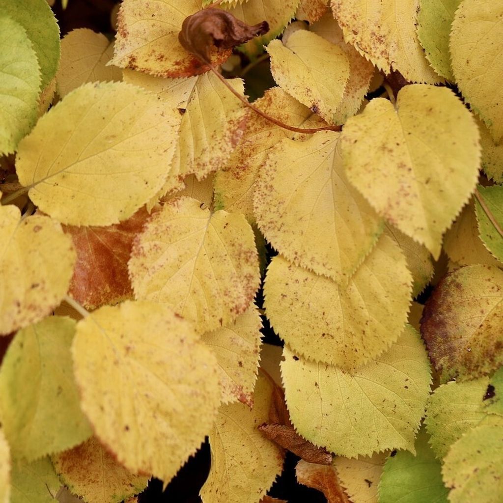 Kletterhortensie - Hydrangea anomala petiolaris 40-60 cm 3 Liter Topfballen