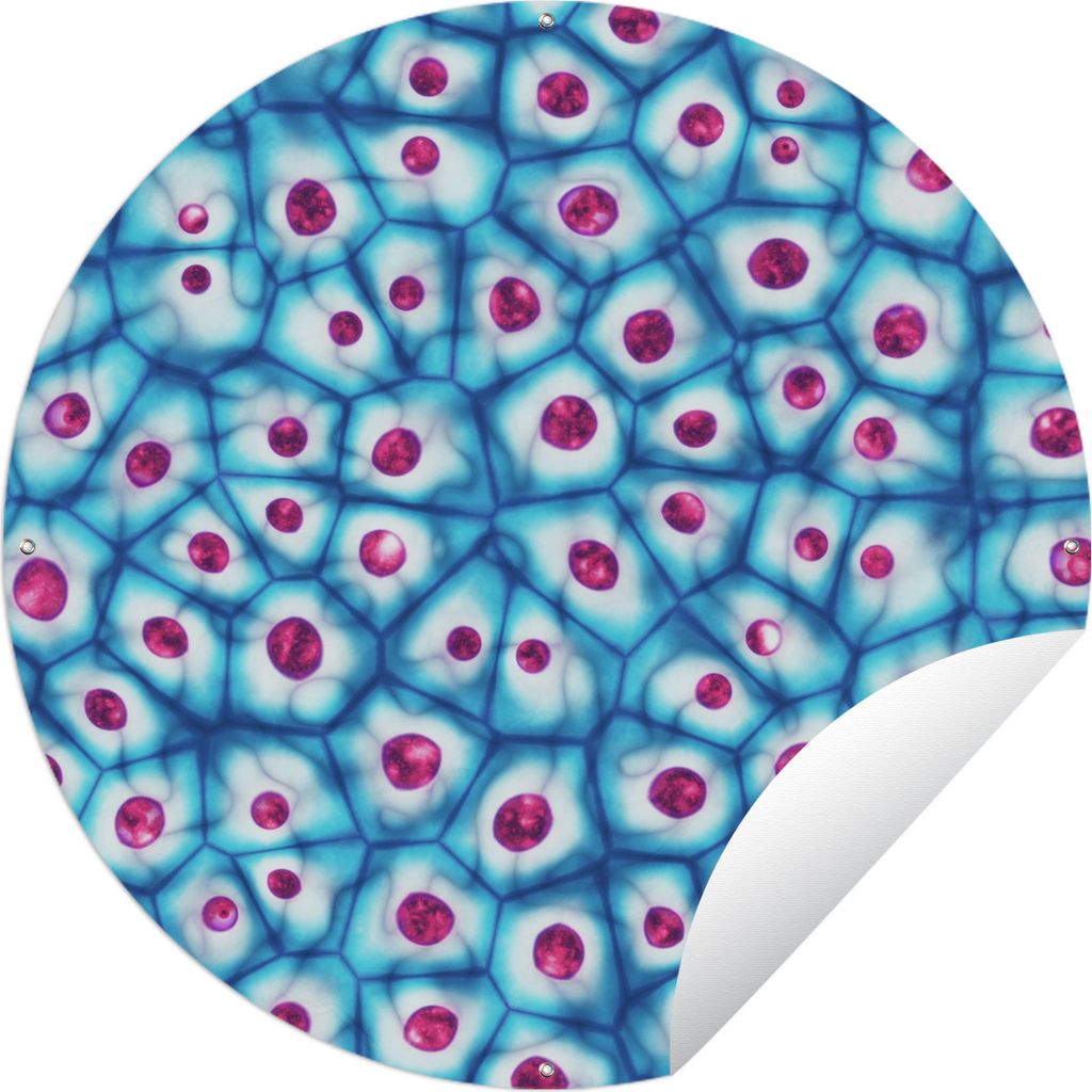 MuchoWow Gartenposter Outdoor-Poster Rund Abbildung der Zelle Ø 60 cm Gartendeko Rundes Poster draußen