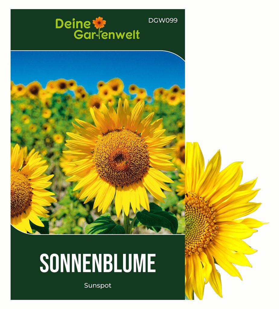Zwergsonnenblumen Sunspot Samen - Helianthus annuus - Sonnenblumensamen - Blumensamen - Saatgut für 20 Pflanzen