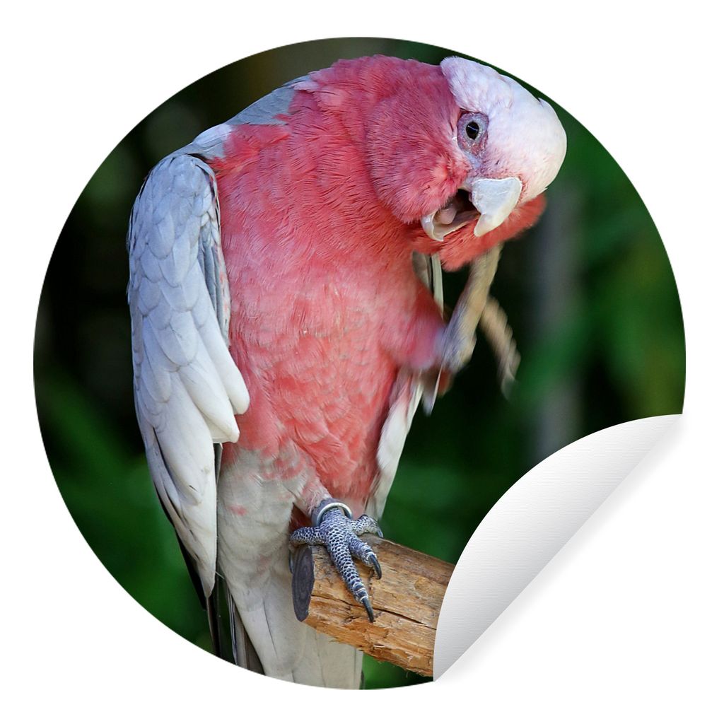 MuchoWow Runde Wandtattoo - Wandsticker Tapete Aufkleber Roter Kakadu auf einem Holzast Ø 50 cm Selbstklebend und Repositionierbar - Wandaufkleb...
