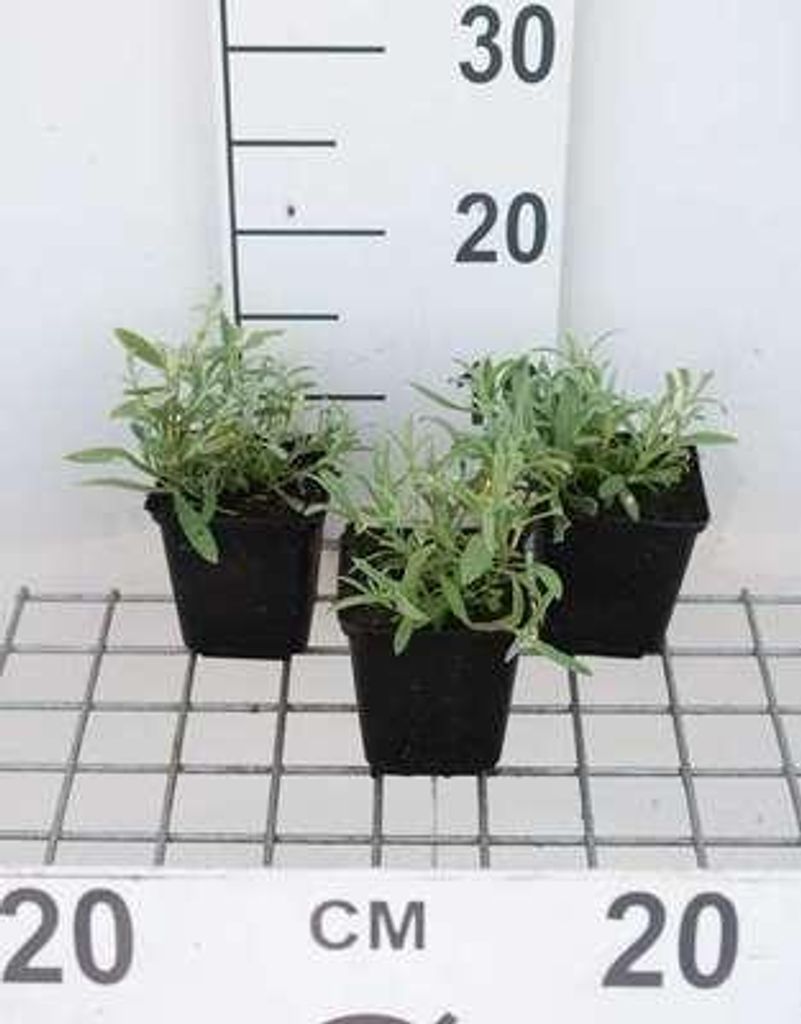 6 x Cerastium biebersteinii - Hornblume - Topf 9 x 9 cm