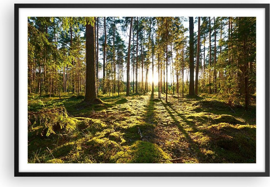 Gerahmtes Poster - Schwarzer Rahmen - Wald Baum Natur - 91,5x61 cm - Wand Bild - Wanddeko - Wandbilder - Kunstposter - Wandposter - Bilderrahmen - ...