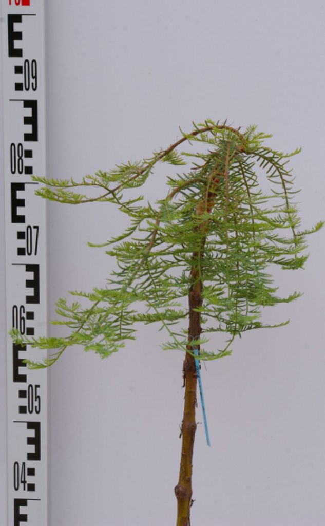 Metasequoia glyptostroboides Miss Grace - Hängender Urweltmammutbaum