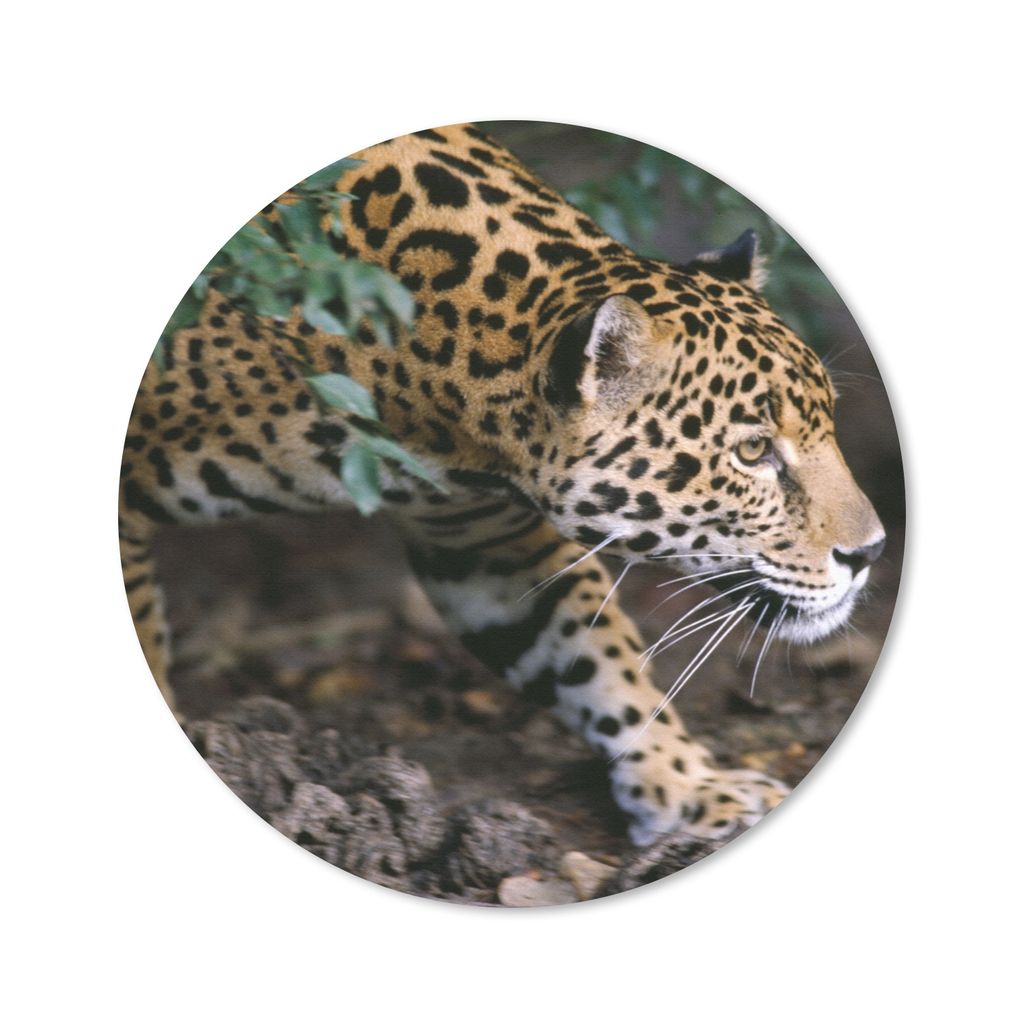 MuchoWow Mauspad Mousepad Schleichender Jaguar im Wald 40x40 cm - Mousepads - Maus Mat - Pad - Mausunterlage - Schreibtisch Accessoires