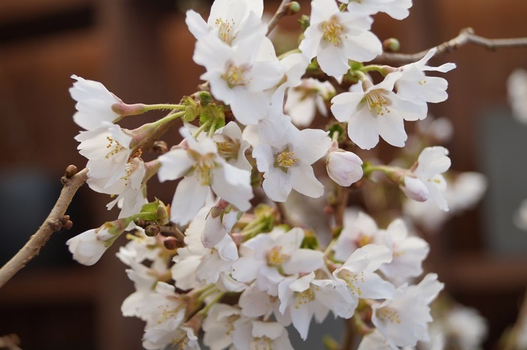 Zwerg-Zierkirsche `Kojou-no-mai ́ Bienennutzpflanzen