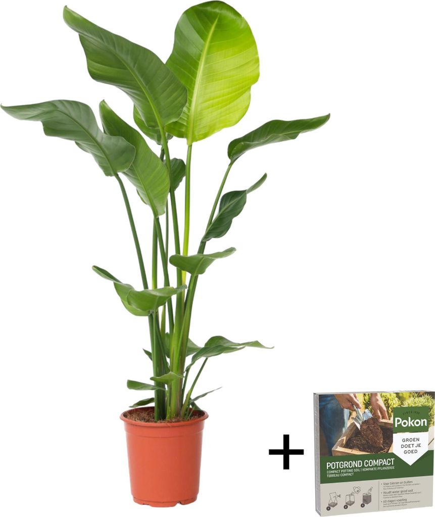 Oiseau de paradis - Strelitzia nicolai - Hauteur 90-110cm - Image du produit 