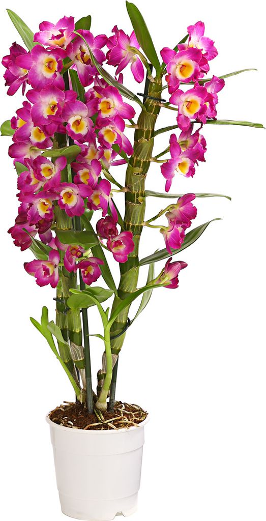 Dehner Traubenorchidee, üppige pinke Blüten, ca. 40-50 cm, Produktbild 