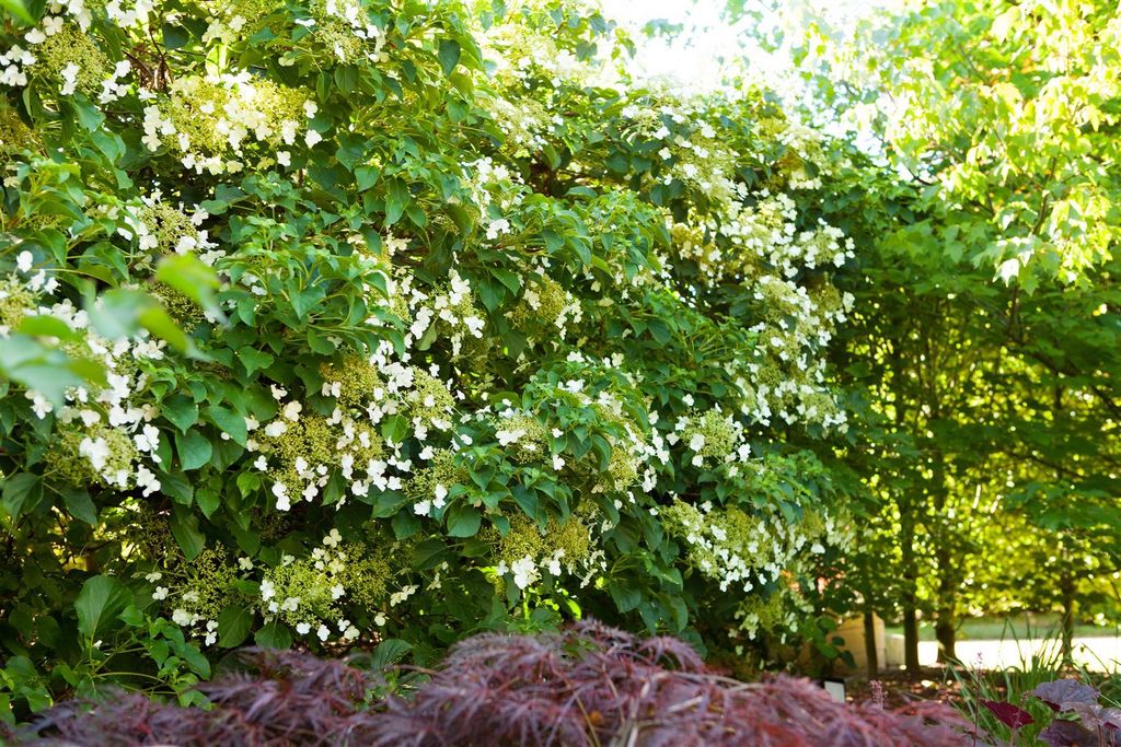 Hydrangea petiolaris, Kletterhortensie, weiß, 60–80 cm