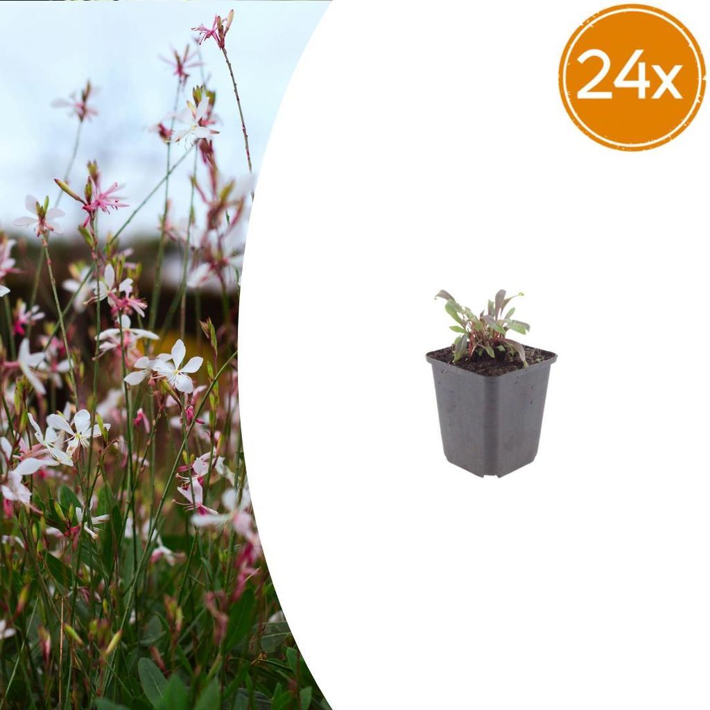 Gaura l. 'Siskiyou Pink' | 24 Stück - 10-25cm - Ø9cm - Gartenpflanze
