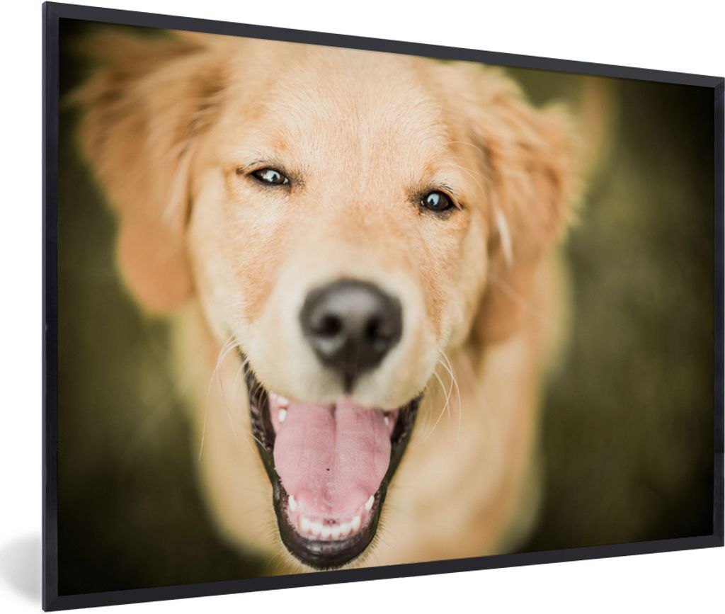 MuchoWow Gerahmtes Poster Das Glitzern in den Augen dieses Labrador Retrievers 30x20 cm - Poster mit Schwarzem Bilderrahmen Wandposter Rahmen Fot...