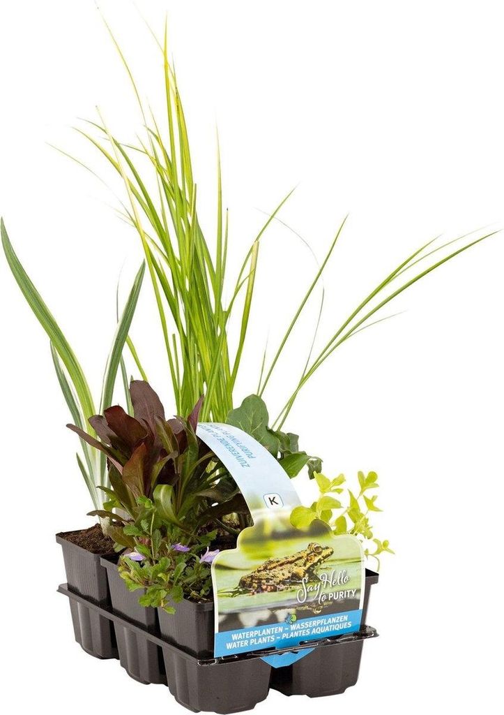 Moerings Zuiverende Vijverplanten Mix | In Thema Sixpack Productafbeelding 