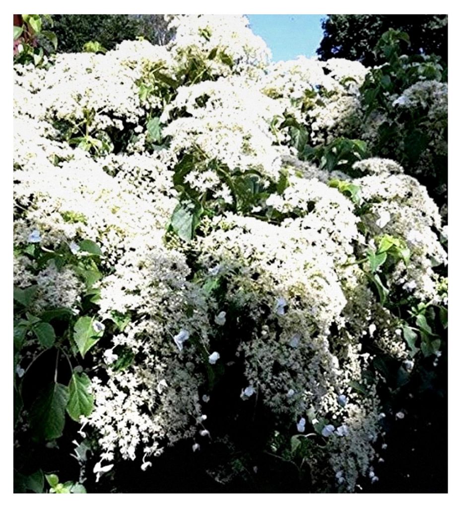 Kletterhortensie, Hydrangea petiolaris, 40-60 cm, im Topf